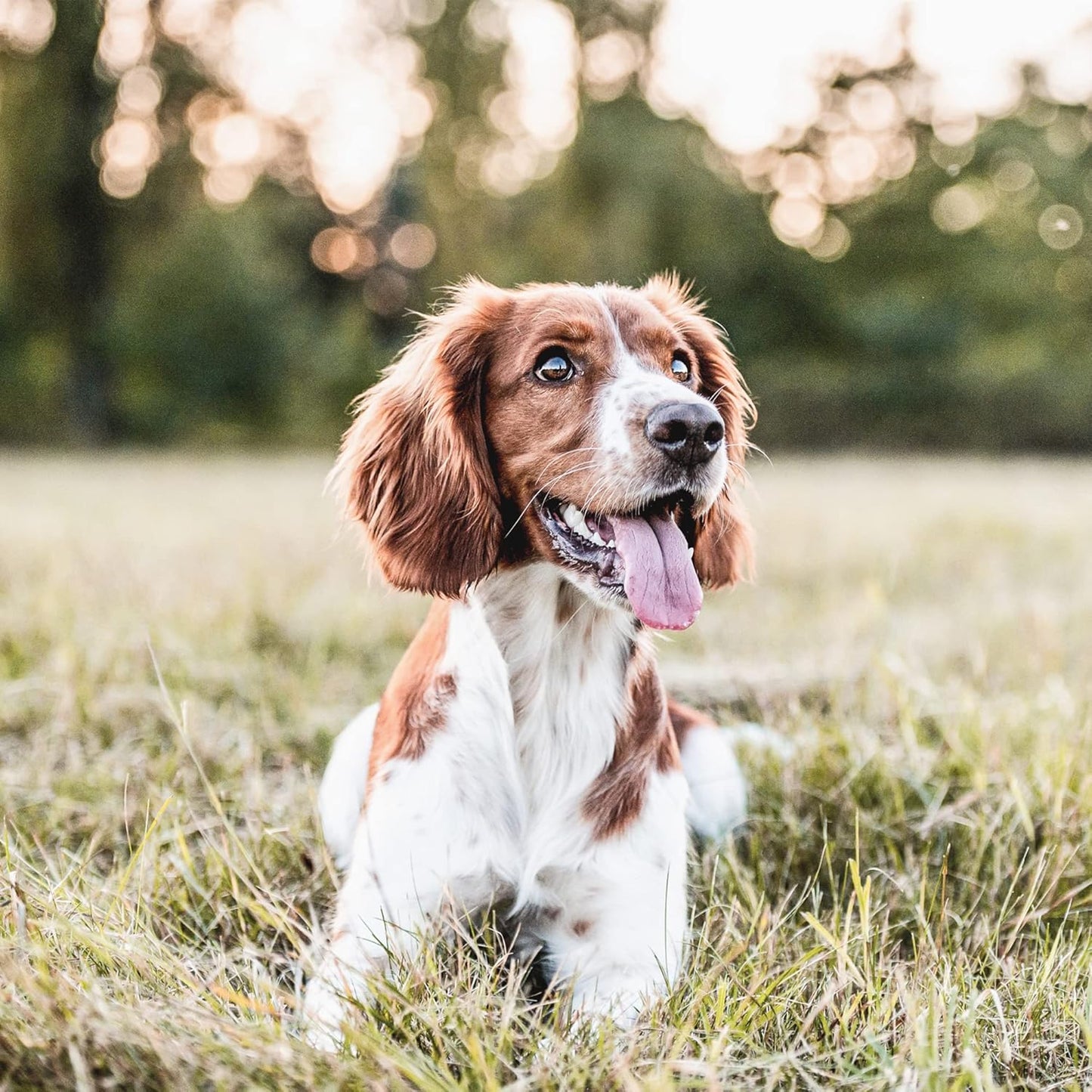 Arden Grange Crunchy Bites Dry Dog Treats Chicken, 225 G